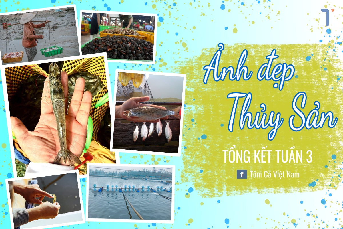 Ảnh Đẹp Thủy Sản: Kết quả tuần 3